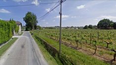 Gironde : 400 moutons dans les vignes de Cadillac pour éviter l’utilisation d’herbicide