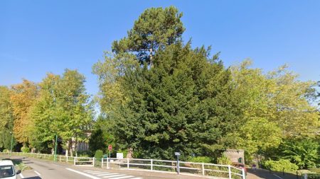 Rouen : une centaine d’arbres centenaires sacrifiés au profit d’un projet immobilier