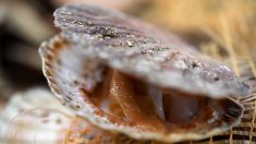 Manche : une coquille Saint-Jacques exceptionnelle pêchée dans la baie de Granville