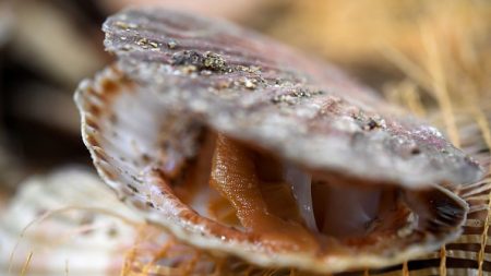 Manche : une coquille Saint-Jacques exceptionnelle pêchée dans la baie de Granville