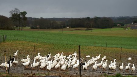 Grippe aviaire : 40 nouveaux foyers confirmés, principalement dans les Landes