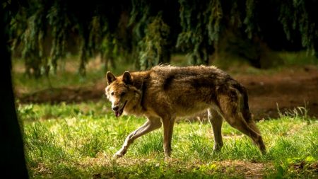 Pyrénées-Orientales : 6 loups échappés de leur enclos sont traqués