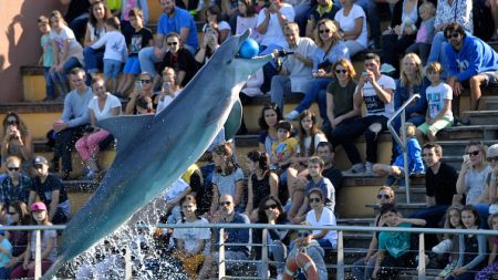 Le Parc Astérix ferme définitivement son delphinarium