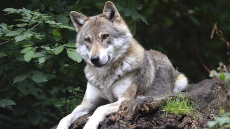 France : dégradation de la population des loups, alertent des experts