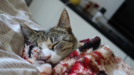 Marne : une famille retrouve sa chatte 11 ans après sa disparition lors d’un déménagement