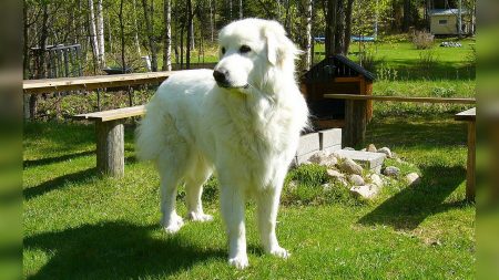 Corrèze: un chien patou sauvé après une semaine d’errance dans la neige