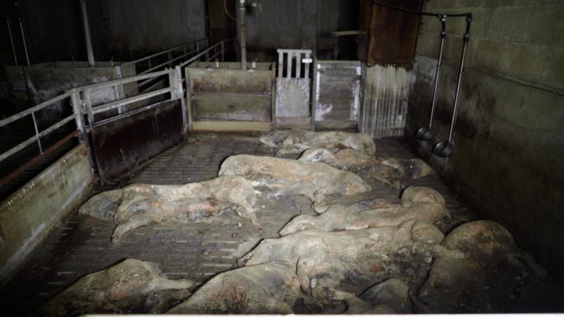 Des dizaines de cochons morts dans les salles où ils ont vécu.  (Crédit L214)