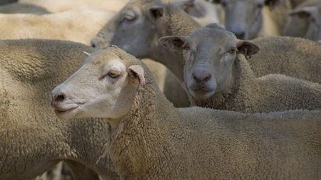 Lozère : plus d’une centaine de brebis retrouvées mortes, abandonnées dans une ferme