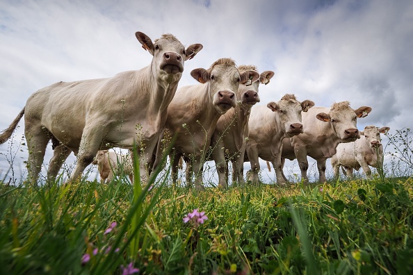 -Des vaches charolaises sont photographiées dans un champ le 26 avril 2019 dans l'ouest de la France. Photo par Guillaume Souvant / AFP via Getty Images.