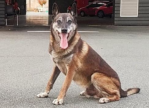 Elan, le chien pompier a été retrouvé. (Photo : Facebook/UDSP37)