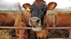 Côtes-d’Armor : 80 bovins, affamés et abandonnés, retirés à leur éleveur