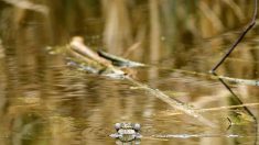 Gironde : les grenouilles de la mare de Grignols ne coasseront plus