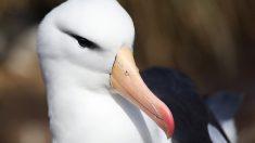L’albatros la plus âgée au monde (70 ans) a donné naissance à un nouveau poussin à Hawaï