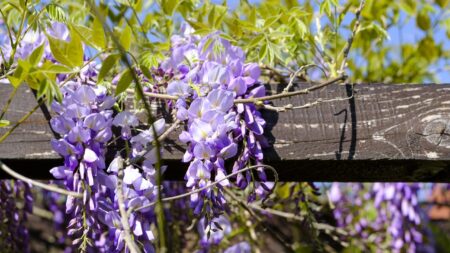 La célèbre glycine centenaire de la butte Montmartre tronçonnée par la mairie de Paris