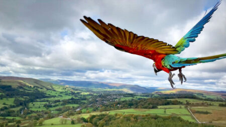 Un perroquet entraîné au vol libre s’élève au-dessus de paysages anglais spectaculaires ; les photos sont magnifiques