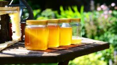 Gironde : un professeur vend du miel pour acheter des instruments à ses élèves