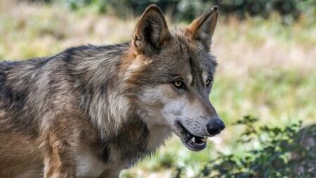Il y aurait 624 loups en France, selon l’OFB, critiqué par les éleveurs