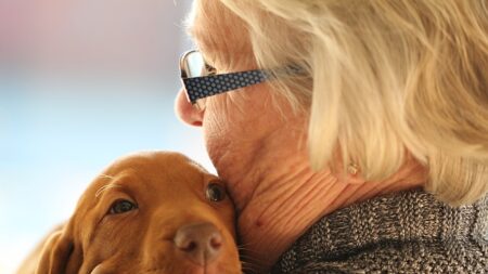 Brest : les personnes vivant seules peuvent faire prendre en charge leur animal en cas d’urgence médicale