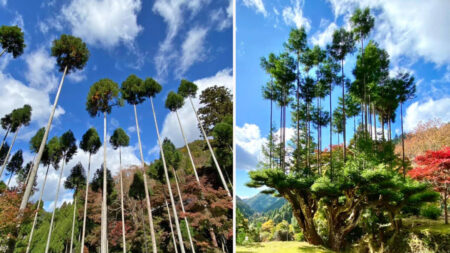Une astuce de bonsaï du 15e siècle fait pousser des cèdres parfaitement droits et prévient la déforestation