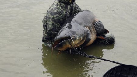Seine-et-Marne: il pêche un silure à la «morphologie hors norme» dans la Seine