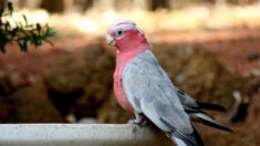 À Bordeaux, Sky le perroquet ne passe pas inaperçu: « Oh, un pigeon rose ! »