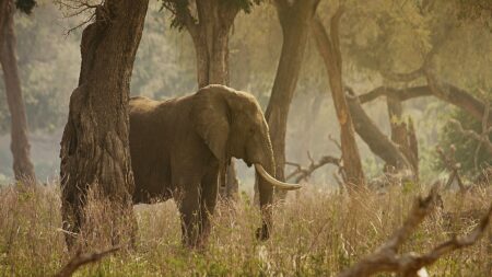 Afrique du Sud : un braconnier est mort piétiné par des éléphants