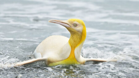 Un photographe animalier capture des photos d’un rare manchot jaune parmi une colonie au Royaume-Uni