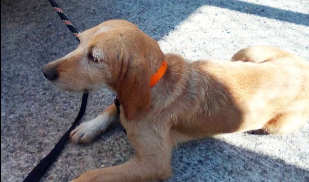 Le seul signe d'identification de cette chienne errante capturée à Marmande (Lot-et-Garonne) est un collier orange (Crédit : Ville de Marmande)