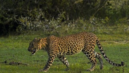 Chine: des léopards en liberté sèment la panique