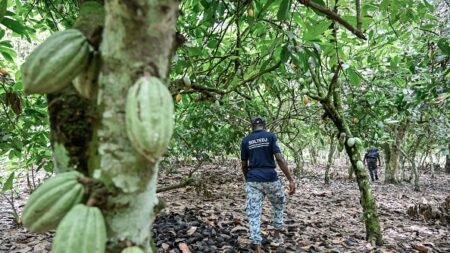 La difficile lutte contre le travail des enfants dans le cacao en Côte d’Ivoire