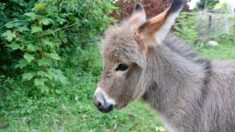Île de Ré : un petit âne tout juste né atrocement dépecé