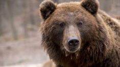 États-Unis : une femme tuée et à moitié dévorée par un ours dans le Colorado