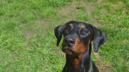 Poursuivie par un homme, une fillette de 12 ans est sauvée par l’intervention héroïque de son chien