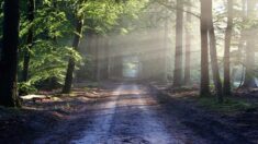 Vosges : trompé par son GPS, un routier finit immobilisé sur un chemin forestier