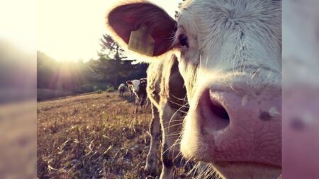 Selon l’association PETA, consommer des produits laitiers serait antiféministe