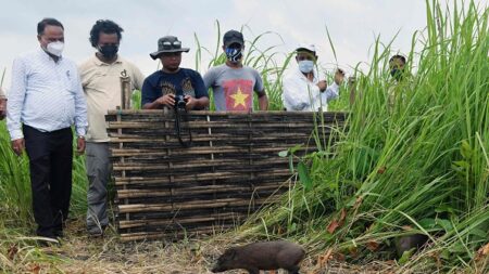 En Inde, une douzaine des plus petits porcs du monde relâchés dans la nature