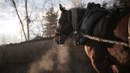 Dans la Manche, deux maraîchers travaillent la terre avec leurs chevaux: « Nous avons un grand respect pour le sol »