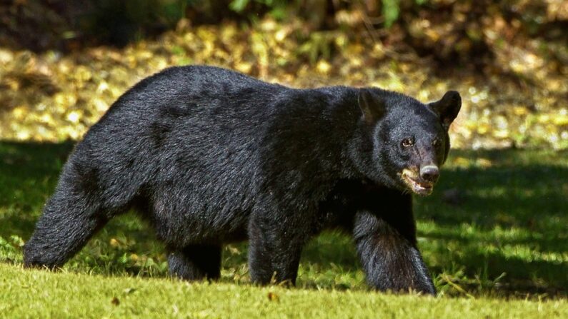 Un ours noir (Pixabay)