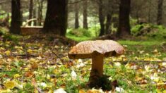 Gironde : il découvre un cèpe de 2,2kg en allant aux champignons
