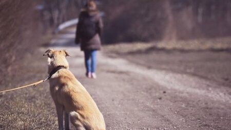 Vacances d’été : la  Société Protectrice des Animaux (SPA) lance un cri d’alerte face à l’abandon des animaux