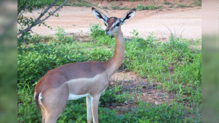 Cette espèce d’antilope à l’allure singulière peut survivre toute sa vie sans jamais boire d’eau