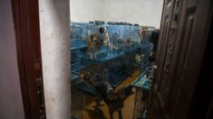 Val-d’Oise : près de 170 chiens sauvés d’un élevage illégal et insalubre dans un pavillon d’Osny