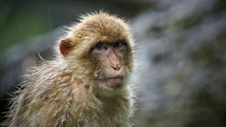 Un vétérinaire de Pékin meurt de l’herpès virus B du singe, dont le taux de mortalité est de 70 à 80 %