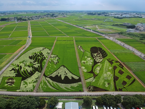 -Une photographie aérienne montre des œuvres d'art représentant l'acteur de théâtre japonais Ukiyoe et Kabuki, illustrées dans des champs à Gyoda, préfecture de Saitama, le 30 juillet 2021. Photo de HARUMI OZAWA/AFP via Getty Images.