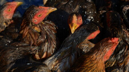 Dordogne : un chargement de poulets destinés à l’abattoir se retrouve à picorer sur la route