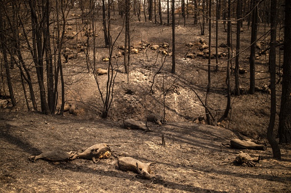 -Des chèvres mortes se sont couchées dans une forêt à la suite d'un incendie de forêt sur l'île d'Eubée, la deuxième plus grande île grecque, le 11 août 2021. Photo par ANGELOS TZORTZINIS / AFP via Getty Images.