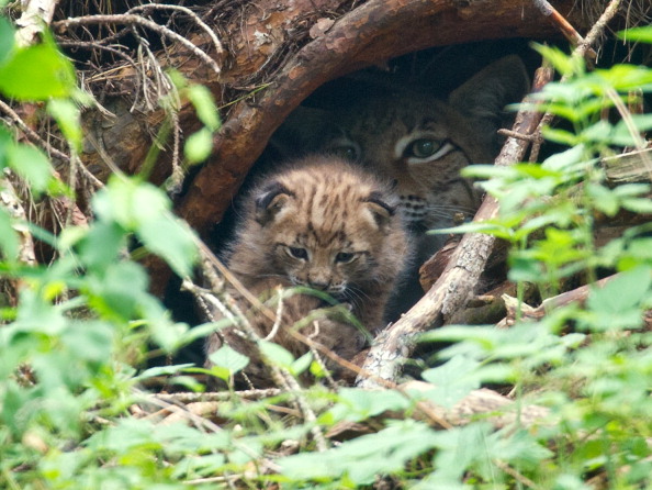 Un bébé Lynx et sa mère. (PATRICK PLEUL/AFP/GettyImages)