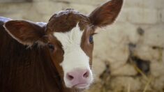 Jura : une vache donne naissance à des triplés à Marigna-sur-Valouse