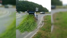 Côtes-d’Armor : un automobiliste verbalisé pour un gros paquet de bambous dépassant de sa voiture