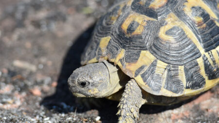 Elle marche 1.000 km pour récolter des fonds afin de sauver la tortue la plus menacée de France